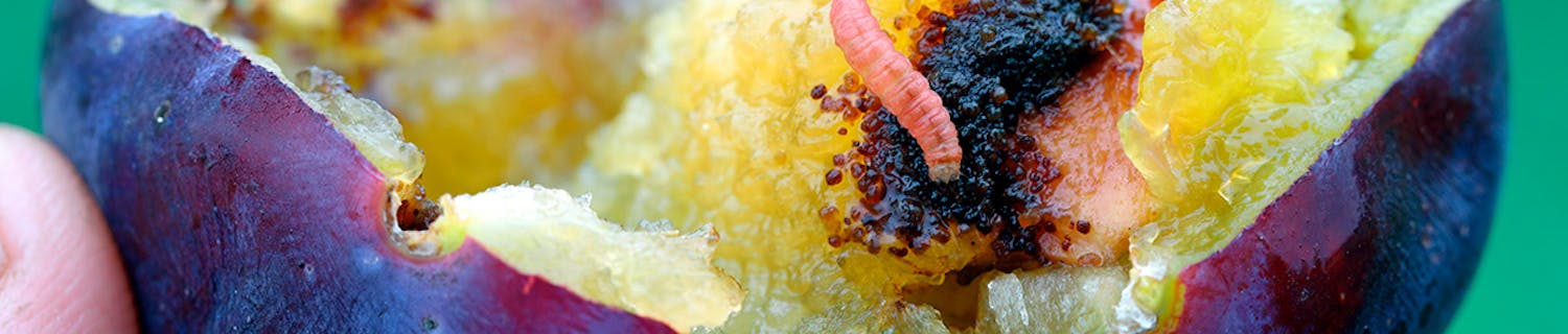 Blommevikler Orm i blommer